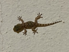 Tarentola mauritanica