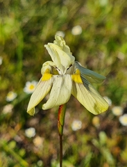 Moraea gawleri
