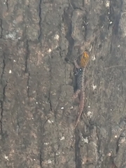 Gonatodes caudiscutatus