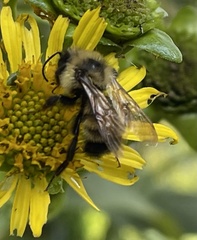 Bombus citrinus