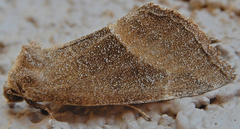 Plagiomimicus spumosum