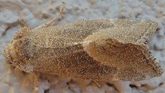 Plagiomimicus spumosum