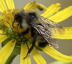 Bombus citrinus