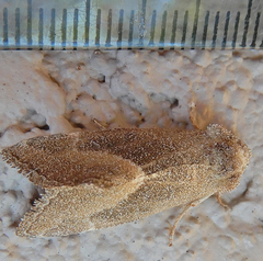 Plagiomimicus spumosum