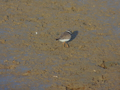 Charadrius hiaticula