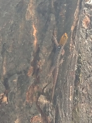 Gonatodes caudiscutatus