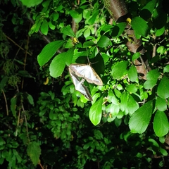 Cydalima perspectalis