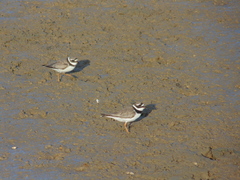 Charadrius hiaticula