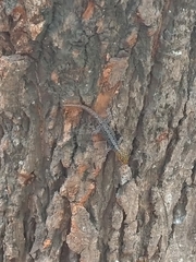 Gonatodes caudiscutatus