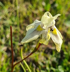 Moraea gawleri