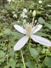 Clematis terniflora