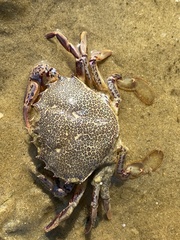 Ovalipes ocellatus