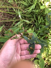 Hypericum virginicum