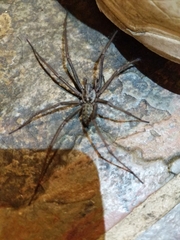 Eratigena