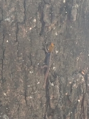 Gonatodes caudiscutatus