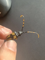 Dendrobias mandibularis