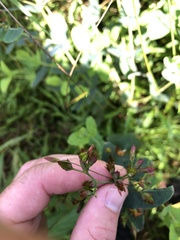 Hypericum virginicum
