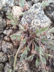 Papaver radicatum kluanense