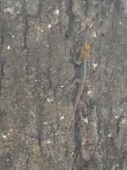 Gonatodes caudiscutatus