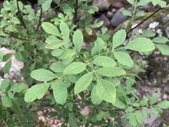 Fraxinus velutina