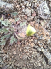 Papaver radicatum kluanense