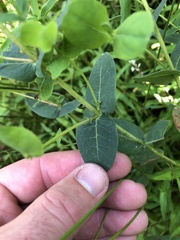 Hypericum virginicum