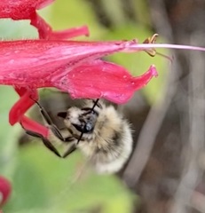 Bombus flavifrons