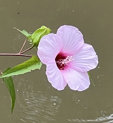 Hibiscus laevis