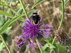 Bombus campestris