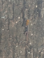 Gonatodes caudiscutatus