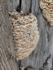 Climacodon septentrionalis