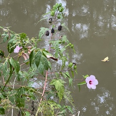 Hibiscus laevis