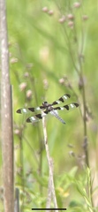 Libellula pulchella