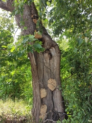 Climacodon septentrionalis