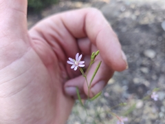 Epilobium brachycarpum