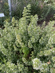 Clinopodium nepeta