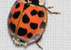 Hesperomyces harmoniae