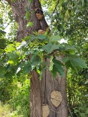 Climacodon septentrionalis