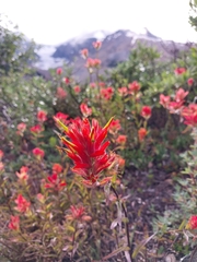 Castilleja miniata miniata
