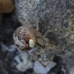 Insecta