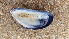 Mytilus edulis