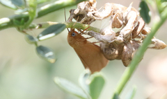 Virbia aurantiaca