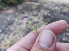 Epilobium brachycarpum