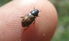 Chilothorax distinctus