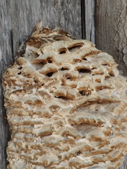 Climacodon septentrionalis