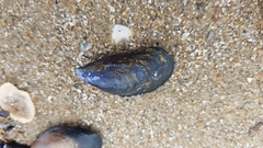 Mytilus edulis