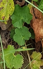 Alchemilla