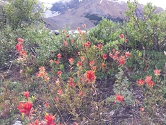 Castilleja miniata miniata