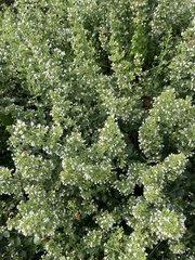 Clinopodium nepeta