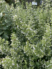 Clinopodium nepeta